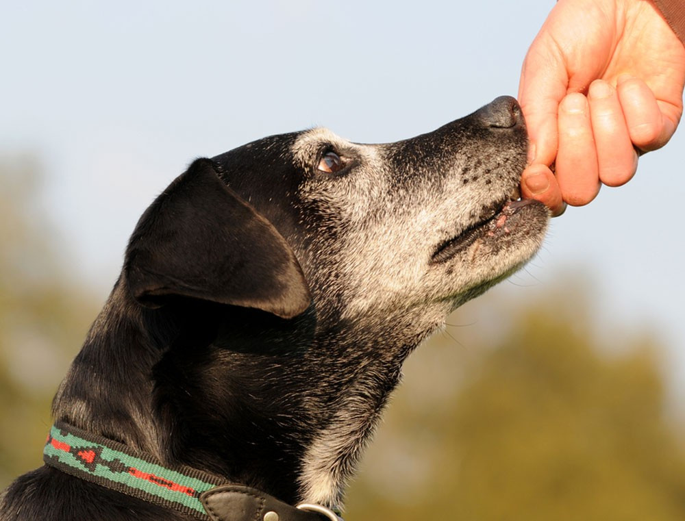 Integratore per Cane Anziano Dìsenior - Ecco i Test Scientifici