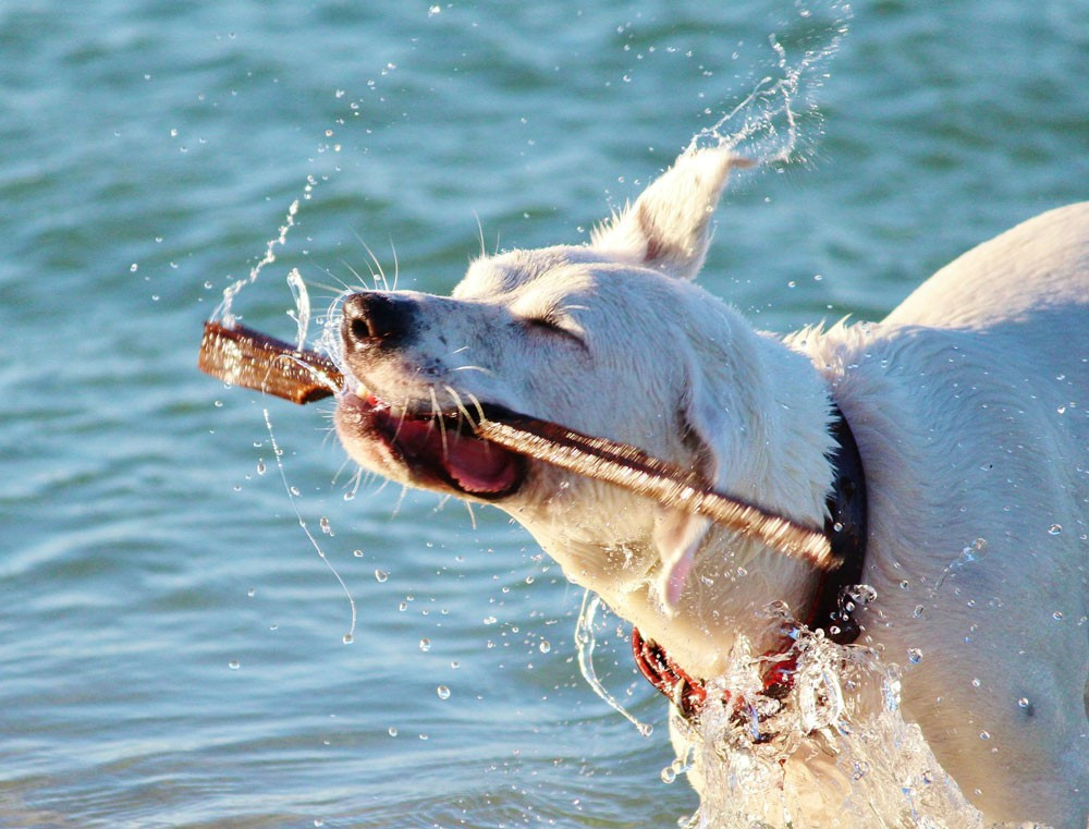 6 semplici rimedi contro il caldo per i cani - Dynamopet.com