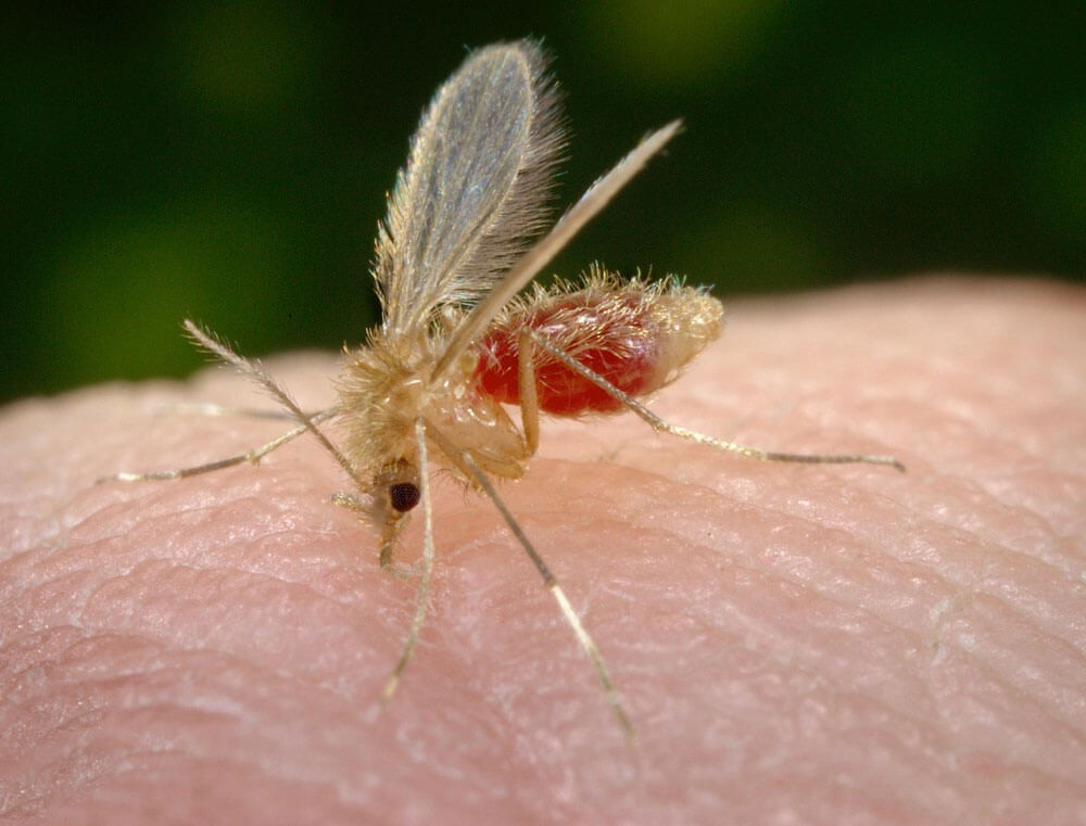 Pappataci o Flebotomi: come riconoscerli e prevenire la puntura