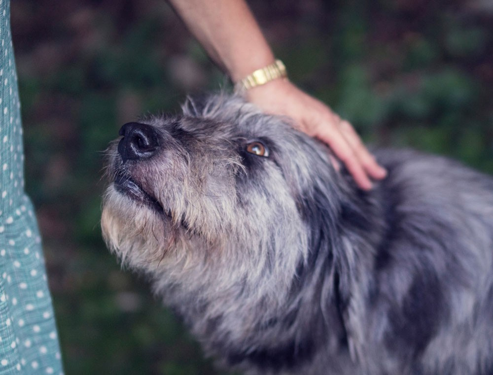 Il benessere del cane: quanta attenzione verso i nostri pet?