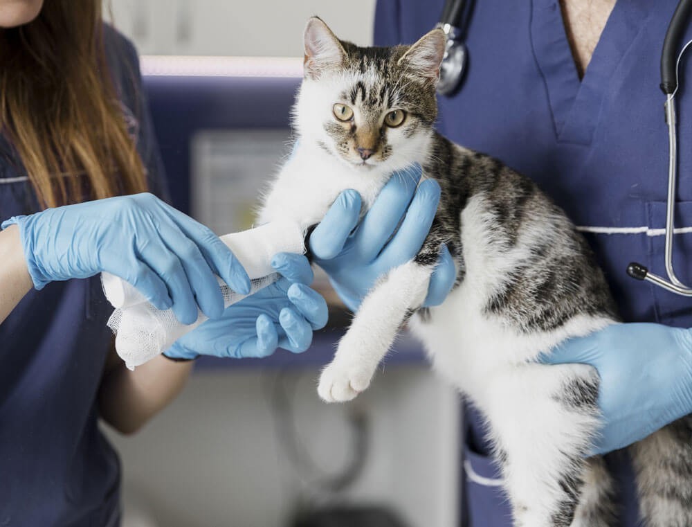 Sistema Immunitario del Gatto: Ecco Perché Risente dello Stress