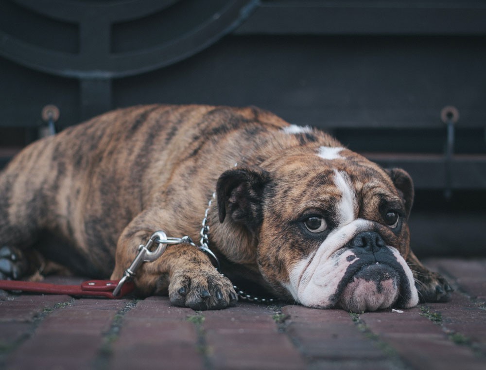 Leishmaniosi Animale: 10 Sintomi della a cui Prestare Attenzione