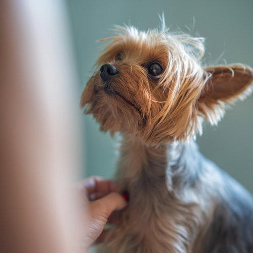 cane ricerca scientifica